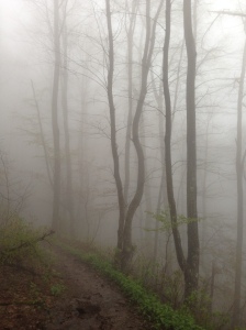 The fog.